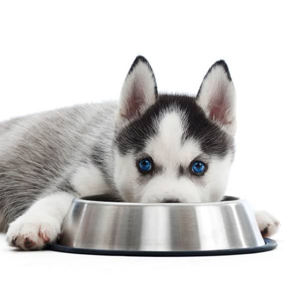 Diet for siberian husky hotsell